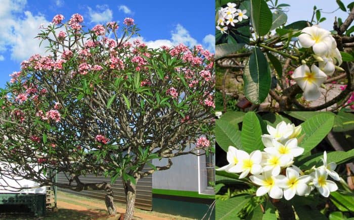 Khu lăng mộ gia đình và những điều cần chú ý số 6 khu-lang-mo-gia-dinh-can-chu-y-nhung-gi-khi-xay-dung-so-6